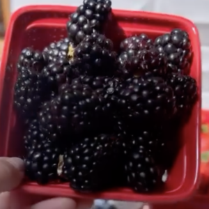 A red container filled with fresh blackberries is being held up. The berries are plump and ripe, with a deep, glossy purple-black color.